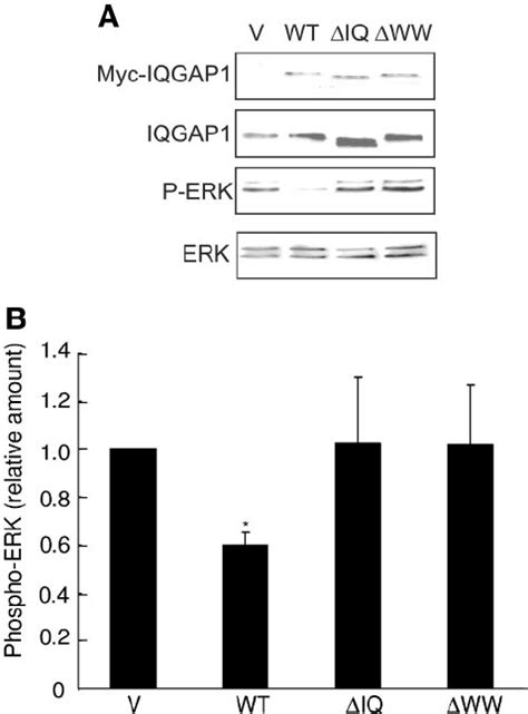 Binding To MEK Is Necessary For IQGAP1 To Alter EGF Stimulated MEK ERK