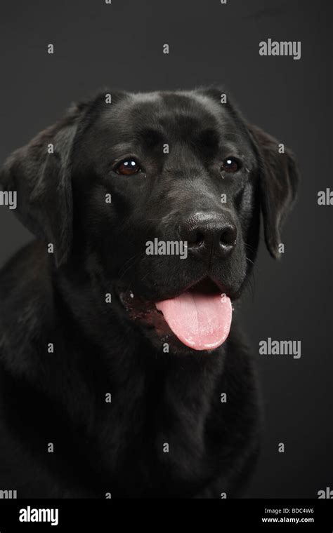 Labrador Retriever black Stock Photo - Alamy