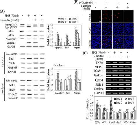 Protective Effect Of L Carnitine In PFOS Mediated RTC Cytotoxicity