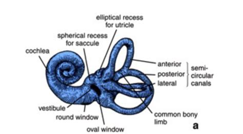 Anatomy Quiz: Inner Ear Flashcards | Quizlet