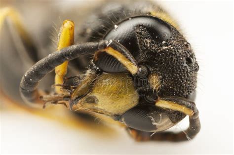 Portrait Of A Wasp Head Stock Photo Image Of Closeup 32298522