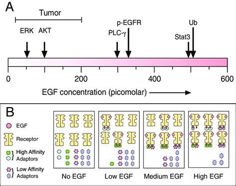 Biochemical Responses To Epidermal Growth Factor Egf Depend On Ligand