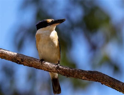 Forest Kingfisher - ZooChat