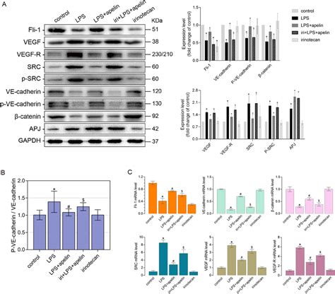 The Effects Of Apelin On Pulmonary Vascular Endothelial Adherens