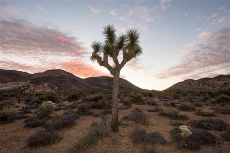 Joshua Tree National Park: The Complete Guide