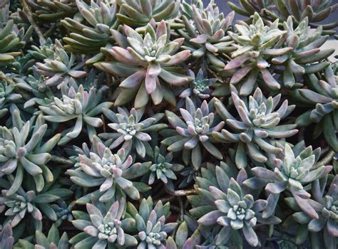 Little Jewel Succulent Care: How To Grow Little Jewel Succulent Plants | Gardening Know How