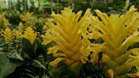 Entretien Des Plantes Zébrées Cultiver Aphelandra Squarrosa À La