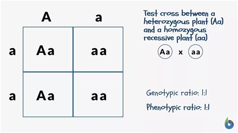 Cross Definition Biology Online Dihybrid Cross Punnett Squares