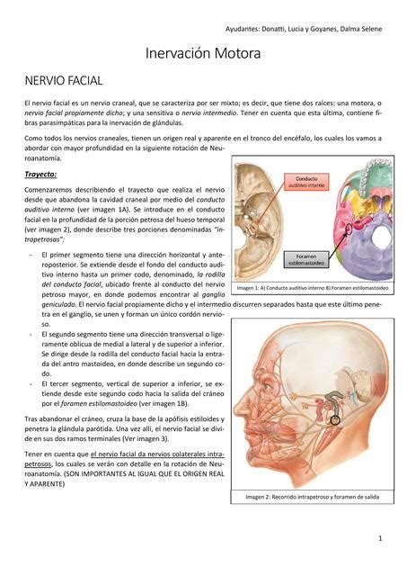 Res Menes De Nervio Facial Descarga Apuntes De Nervio Facial