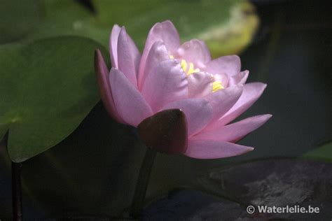 Nymphaea Norma Gedye Agua Be Waterlelies En Lotus