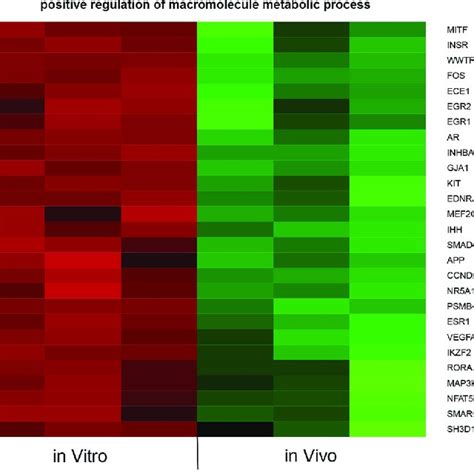 Heat Map Representation Of Differentially Expressed Genes Belonging To