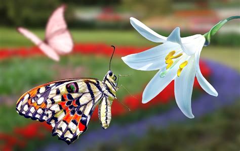 Fotos De Primavera Con Mariposas