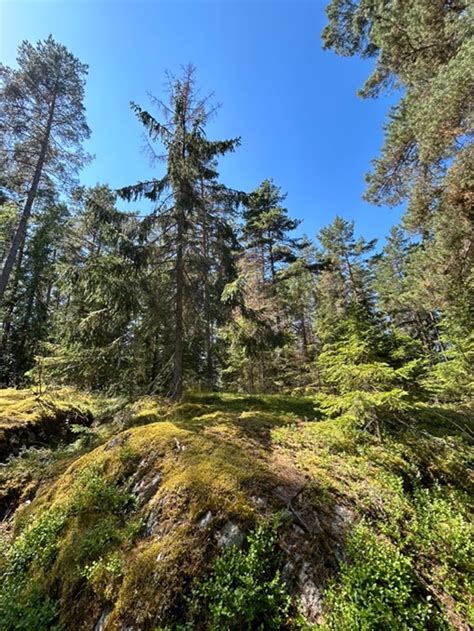 A glimpse of the Swedish boreal forests - MedForest