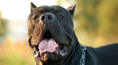 Cane Corso Lifespan How Long Do Cane Corso Live