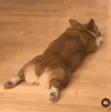 Baby Corgi Gifs