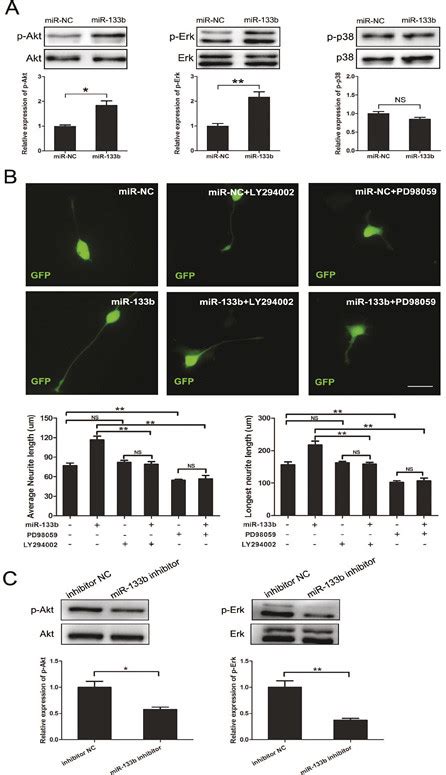 MiR 133b Activated ERK1 2 And Akt Pathway A Western Blot Analysis Of