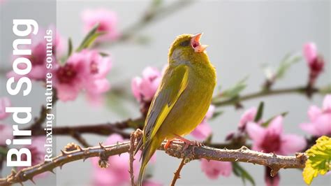 Bird Sounds Birdsong In Spring Relaxing Sound Of Birds Singing Nature Sounds Youtube