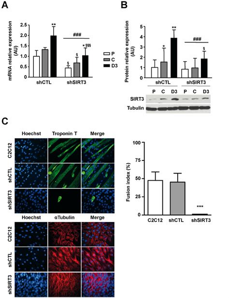 Depletion Of Sirt Impairs Terminal Myoblast Differentiation