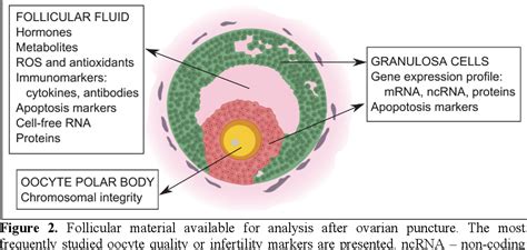 Figure From Ovarian Follicle As The Environment Of Oocyte Maturation