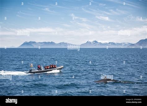 Whale Watching, Reykjavik, Iceland Stock Photo - Alamy