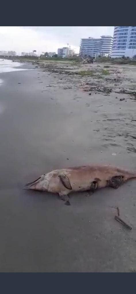 Delfín Muerto En Playas De Cartagena Indigna A Turistas