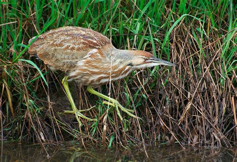 NW Bird Blog: American Bittern