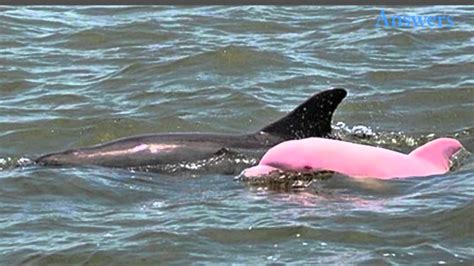 Yep Hes Real This Cute Guy Is A Pink Dolphin And Hes One Of Only A