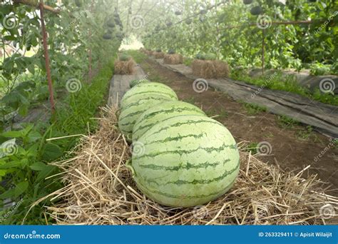 Watermelon In Agricultural Circle Greenhouse Farm Stock Image Image Of Farm Agriculture