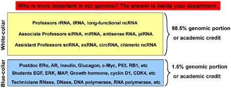 Illustration Of The Relationship Between Ncrnas And Mrnas With An Download Scientific Diagram