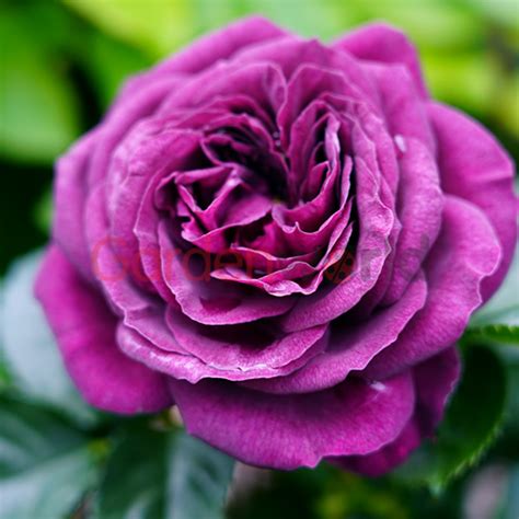 Ebb Tide Rose 20cm Roses Garden World Nursery