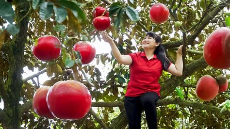 How To Harvest Star Apple Goes To The Market Sell Harvesting And