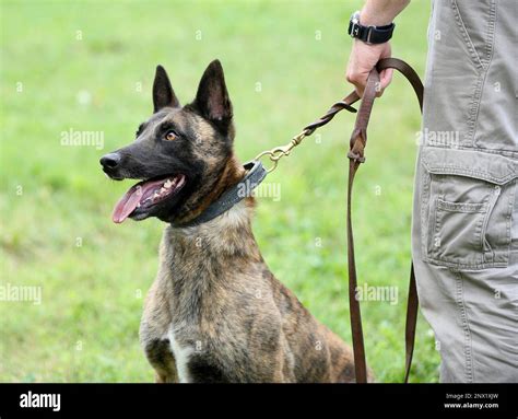 In this Monday, June 11, 2018 photo, Krush, a Belgian Malinois/Dutch ...
