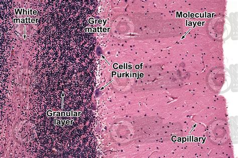 Mammal Cerebellum Sagittal Section 250X Cerebellum Mammals