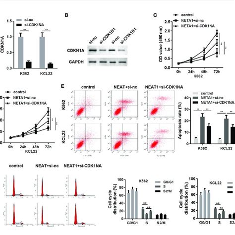 Knockdown Of Cdkn A Partially Abrogates The Effects Of Neat On Cell