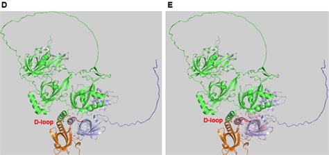 Structure Of Rpa A The Bars Represent The Three Rpa Subunits With