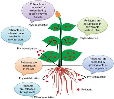 3 Schematic Diagram Of Different Approaches Of Phytoremediation Download Scientific Diagram