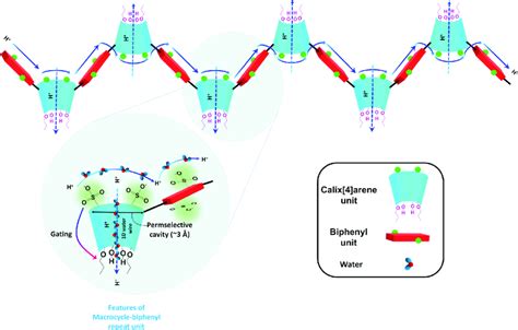 Schematic Showing Possible Proton Conduction Pathways In Calix