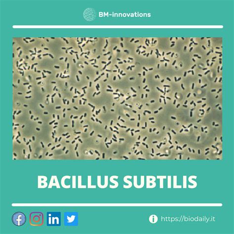 Bacillus Subtilis Caratteristiche Generali