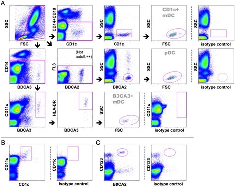 Dc Subtypes Were Identified For Cell Surface Molecule Analyses As Download Scientific Diagram