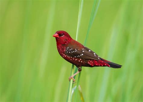 Types Of Finches