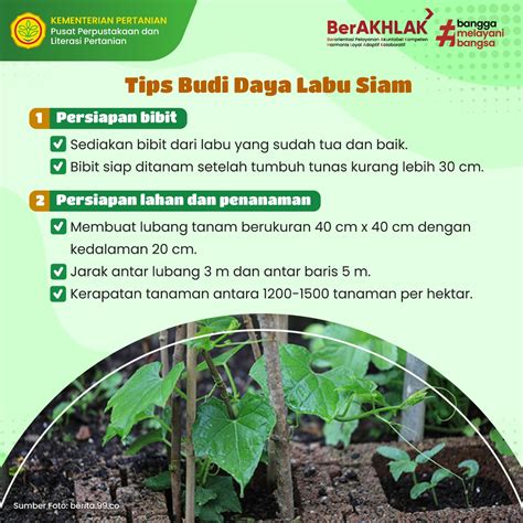 Petani Milenial Raih Sukses Dari Labu Siam Ngalam Pustaka