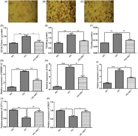 Metformin Reduces Lipid Accumulation In Hepg2 Cells Treated By High