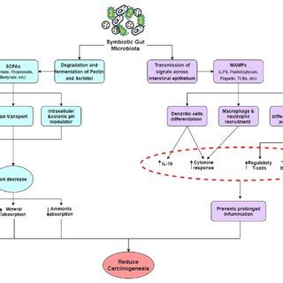 Mechanisms Of Action Of Polyamines And Scfas Microbiota Derived