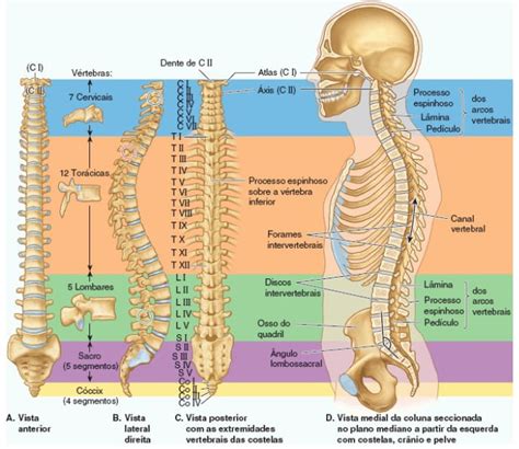 Sistema Articular Anatomia Papel E Caneta