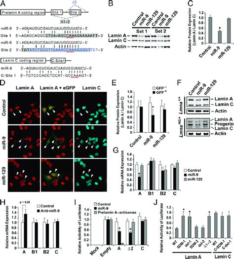 Down Regulation Of Lamin A Expression By Mir A Predicted