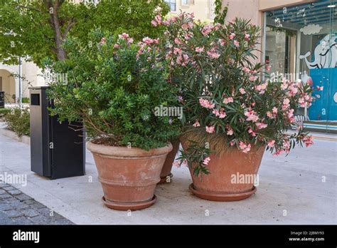 Shrubs in pots hi-res stock photography and images - Alamy