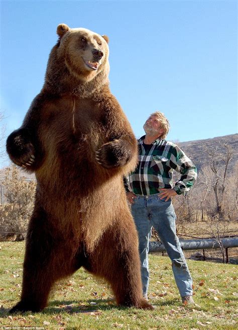 Kodiak bear : r/HumanForScale