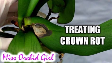 How To Save Orchids From Crown Rot Using Non Toxic Substances Orchid Roots Orchids Orchid Care