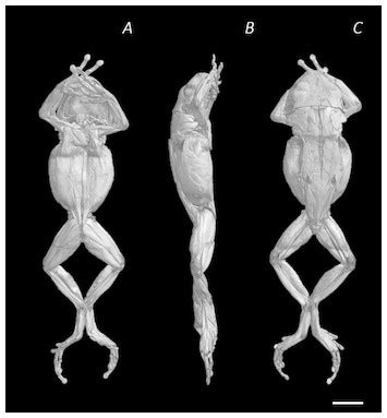 Digital Dissection Of The Pelvis And Hindlimb Of The Red Legged Running