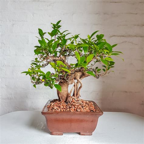 Ficus Microcarpa Komorebi Bonsai